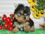 teacup yorkie